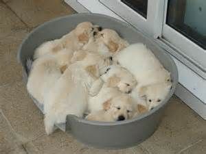 puppies in a basin.jpg